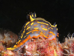 a nudibranch on the Bill Perry reef, Myrtle Beach,SC by Joe Quinn 